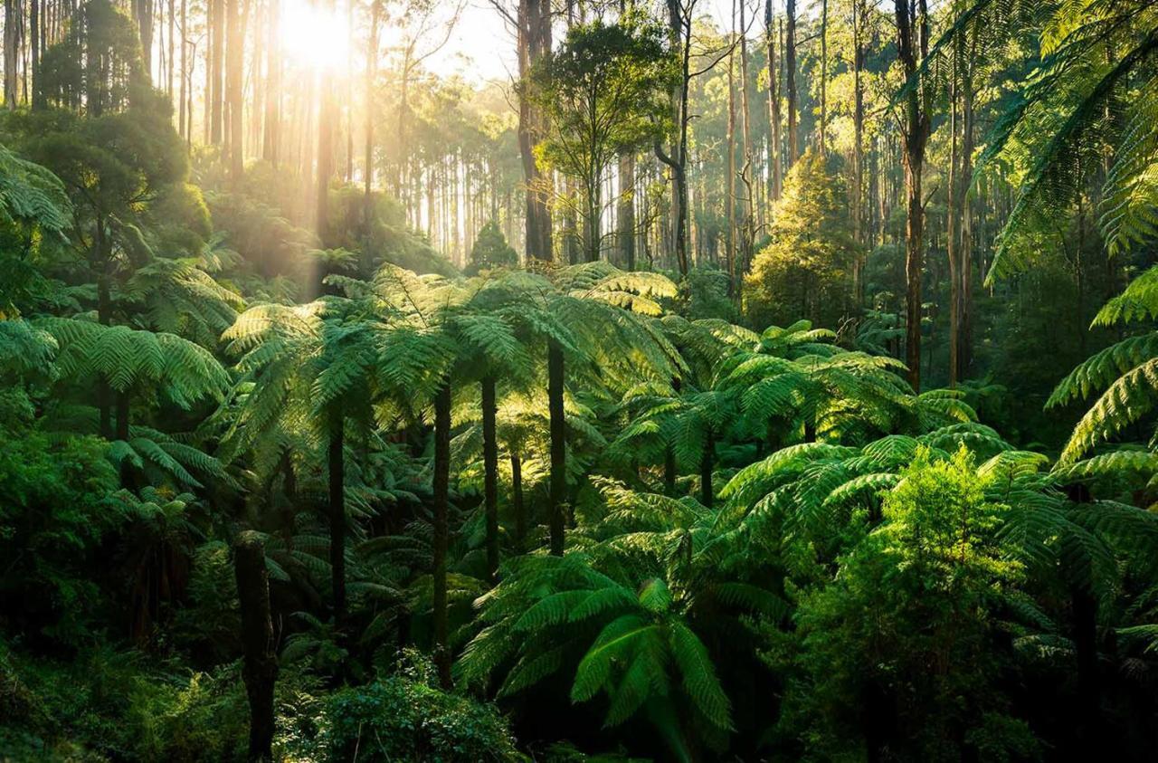 Ferny Hill Retreat, Emerald Victoria Екстер'єр фото
